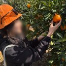 옥들농장 | [서귀포 가볼만한곳] 봉봉 감귤체험농장 :: 넘나 재밌는 귤따기