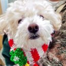 행복하댕 이미지