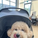 펫아울렛수영