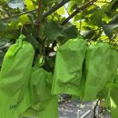 영제농장 이미지