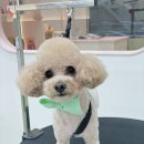 우리댕 이미지