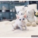 날데려가개 이미지