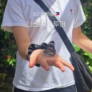 새농민농장(1농장) | 아이와 함께하는 보홀 육지투어| 나비농장 솔직후기, 꼭 가야 할까?