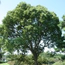 라임나무 이미지