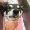 안녕 똑독아 이미지