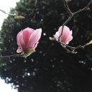 목련@사랑 이미지