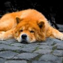 강아지 미용 이미지