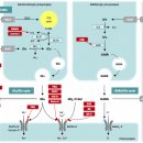 Re:Re:Metabolism of amino acid neurotransmitters: the synaptic disorder underlying inherited metabolic diseases 이미지