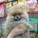 빵실빵실 이미지