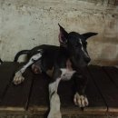 할리켄넬 이미지