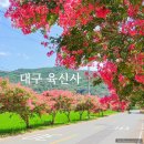 도사리마을진입로 가로수 | 대구 하빈면 육신사 배롱나무 명소 개화상황 주차장 정보 묘골마을 여름 가볼만한곳
