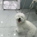 비숑다움 이미지