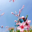 체리농원민박 이미지