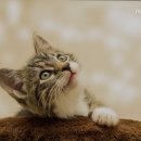 에덴동물병원 이미지