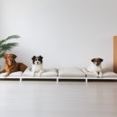 부산강아지분양 마이뭉 24시 | 부산강아지분양 마이뭉 24시 부산애견분양 처음 이용하는 사람 기준으로 정리