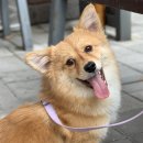 행복한 멍이세상 이미지