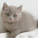 My Love Cat(마이러브캣) 이미지