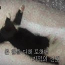 털뭉치들 이미지