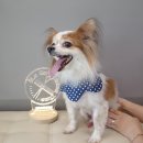 잇츠그루밍타임 이미지