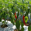 제천고추시장 이미지