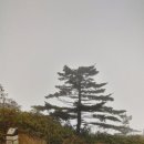 지리산큰나무 이미지