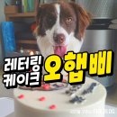 오햅삐 | 포항 창포동 레터링케이크 오햅삐 주문 후기