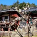 퇴계(退溪) 이황(李滉) 선생의 시(詩) 매화와 두향(杜香) 이야기 이미지