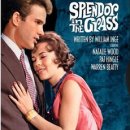 초원의 빛 이미지