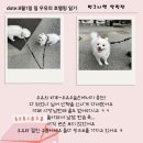 멍그니엘 | 용인 애견호텔 개별룸 완비 개별케어시스템이 있는 애견호텔이 있다