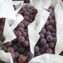 향기포도농원 이미지