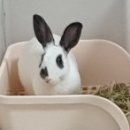 채릇채릇 이미지