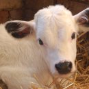 송아지 PC 이미지