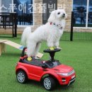 골드스푼애견풀빌라 이미지