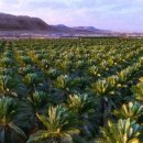 [이스라엘/뉴스] 2,000년된 씨앗에서 자란 유대 대추 야자열매 이미지