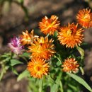 꽃이야 나무야 파주 이미지