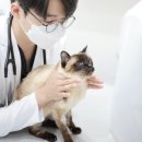 솔 동물의료센터 이미지