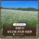 보롬제주 | 제주도 보롬왓 카페 후기｜포토존 가득한 제주 감성카페, 꽃구경까지 좋았던 곳