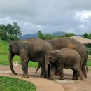 코끼리 | 치앙마이 투어 코끼리생츄어리 란퉁코끼리보호소 다녀온 후기