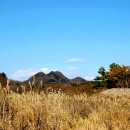 나리 신령수 이미지