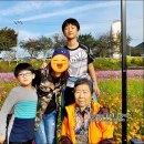 장성황룡강노란꽃잔치 축제장2 이미지