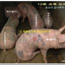 도야지 이미지
