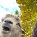 더스테이 강촌 이미지