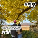 나무안에서 | 밀양 금시당 은행나무 포토존 실시간 후기