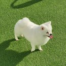 리리 펫살롱 | 대전애견미용 :: 중리동 리리네펫살롱에서 반려견 미용시킨 후기