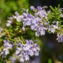 로즈마리 이미지