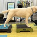 플레이 바우 이미지