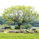 유채꽃밭과 청보리밭 이미지