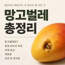 사하라동물병원 | 망고벌레 — 영상에서 본 그 기생충, 사람도 감염될까?