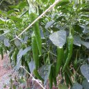 털보농장 이미지