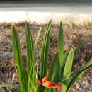 웃으면 돼지 이미지